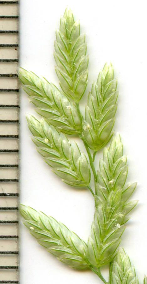  Eragrostis cilianensis
